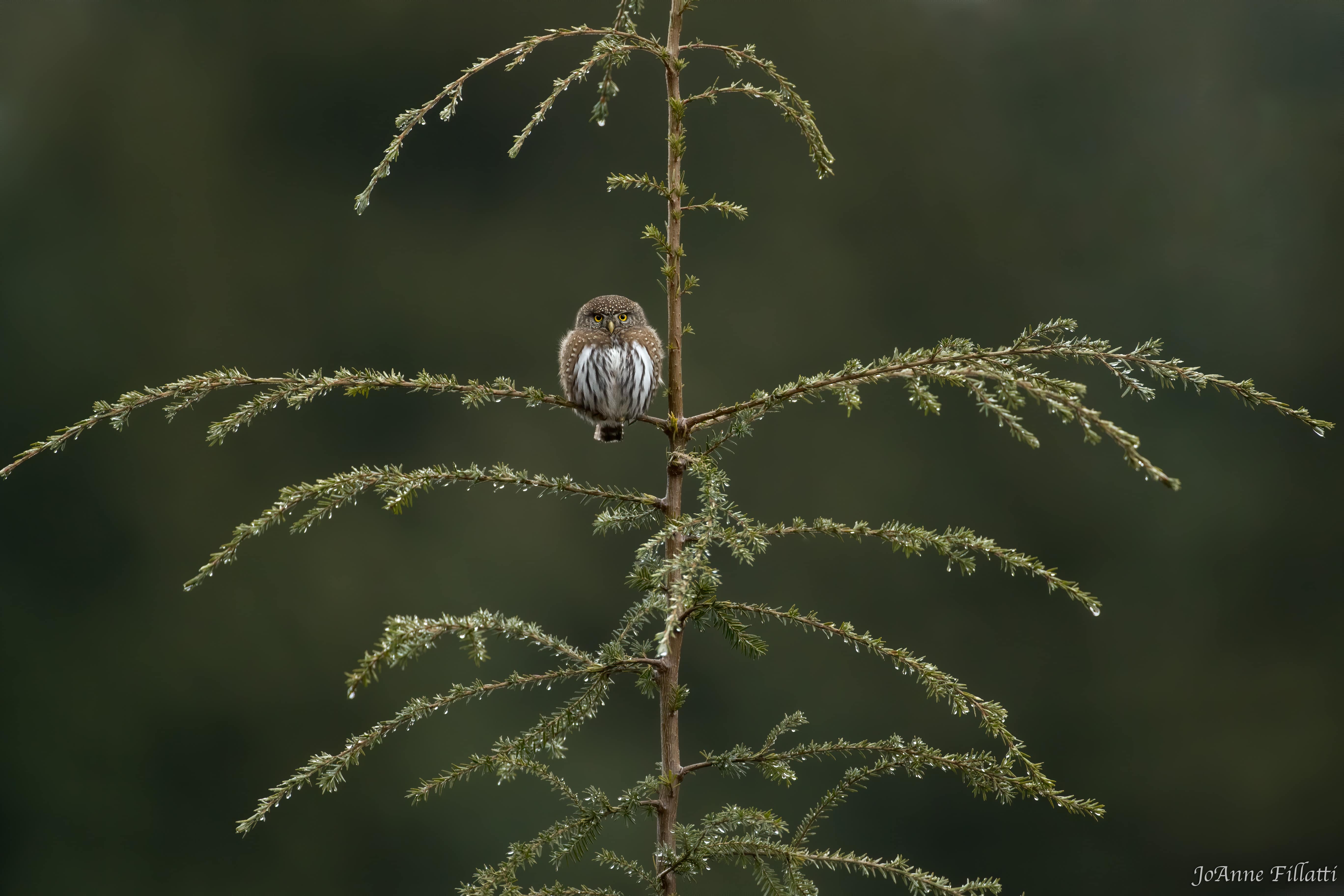 bird of british columbia image 13